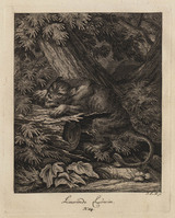 KG 01074
          <br/>
          Entwurf einiger Thiere. Zweyter Theil. (20 bladen)
          <br/>
          <em>Ridinger, Johann Elias (1698-1767)</em>